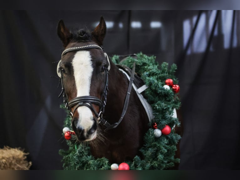 Welsh C (of Cob Type) Mare 8 years 12,2 hh Bay-Dark in Joldelund