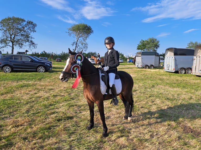 Welsh C (of Cob Type) Mare 8 years 12,2 hh Brown in Joldelund