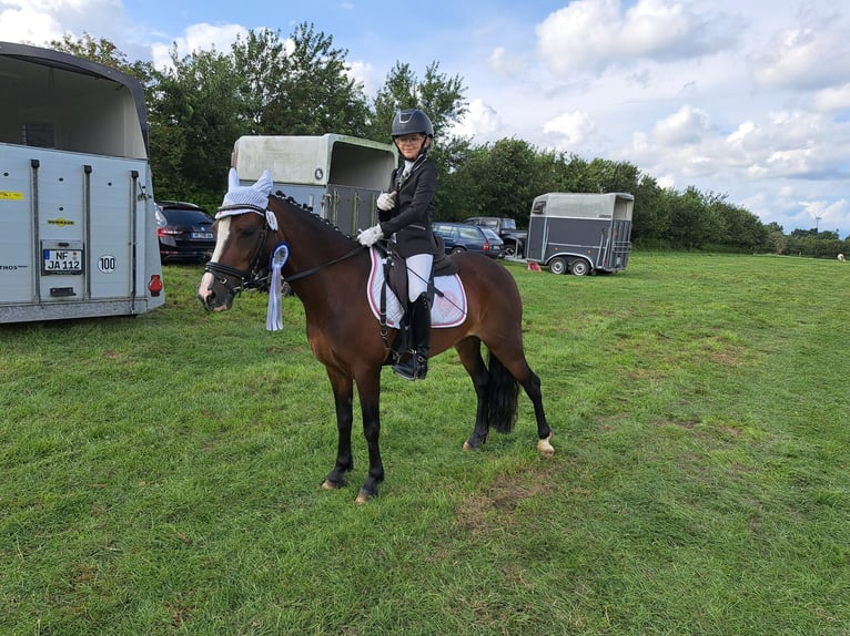 Welsh C (of Cob Type) Mare 8 years 12,2 hh Brown in Joldelund