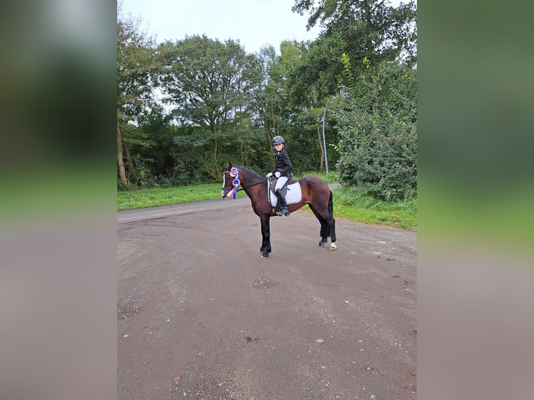 Welsh C (of Cob Type) Mare 8 years 12,2 hh Brown in Joldelund