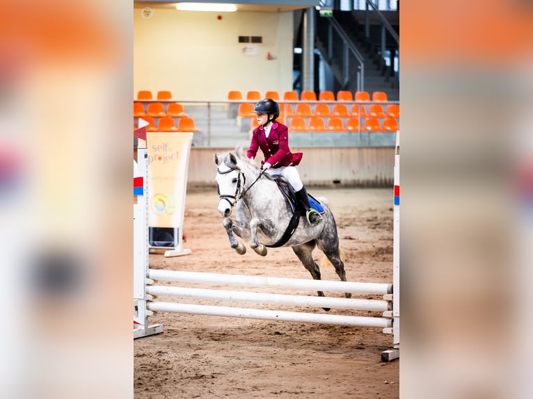 Welsh C (of Cob Type) Mare 8 years 12,2 hh Gray in Nowy dwor gdanski