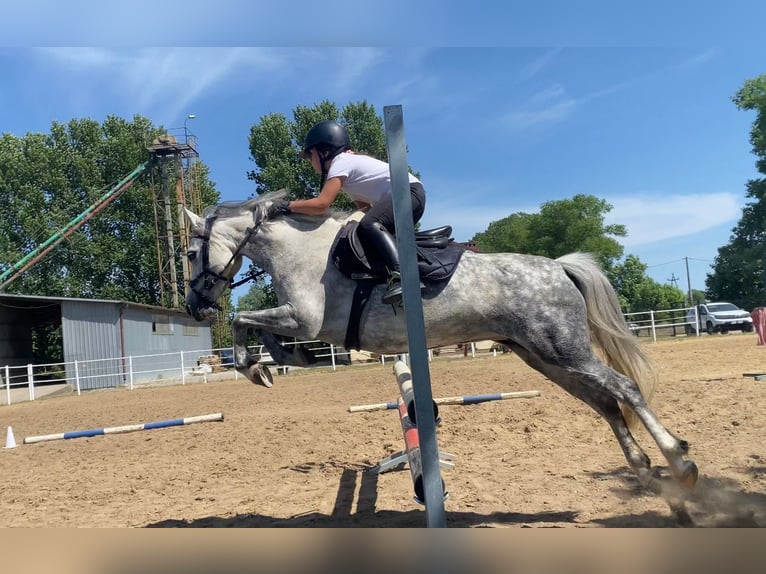 Welsh C (of Cob Type) Mare 8 years 12,2 hh Gray in Nowy dwor gdanski