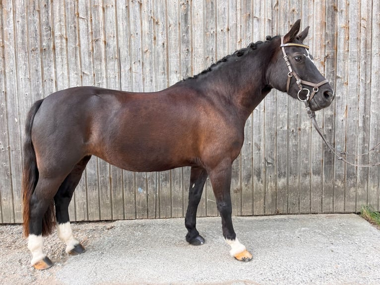 Welsh C (of Cob Type) Mare 8 years 12,3 hh Black in Allensbach