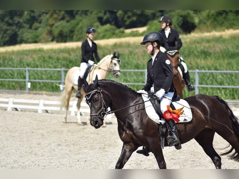 Welsh C (of Cob Type) Mare 8 years 12,3 hh Black in Allensbach