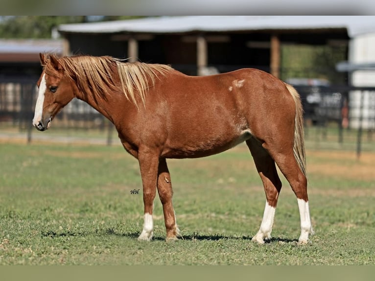 Welsh C (of Cob Type) Mix Mare 8 years 12,3 hh Sorrel in Stephenville