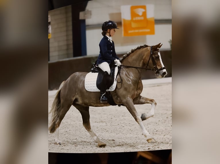 Welsh C (of Cob Type) Mare 8 years 13 hh Chestnut-Red in Gemonde