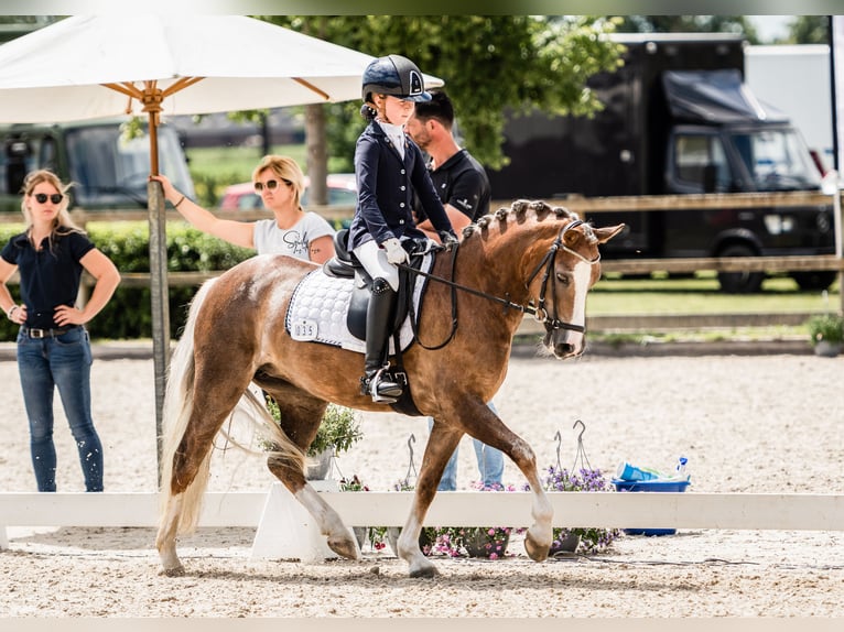 Welsh C (of Cob Type) Mare 8 years 13 hh Chestnut-Red in Gemonde