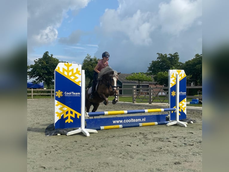 Welsh C (of Cob Type) Mare 8 years 13 hh Chestnut-Red in Gemonde