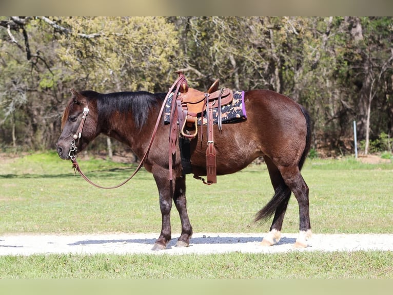 Welsh C (of Cob Type) Mare 9 years 12 hh Black in Burleson, TX
