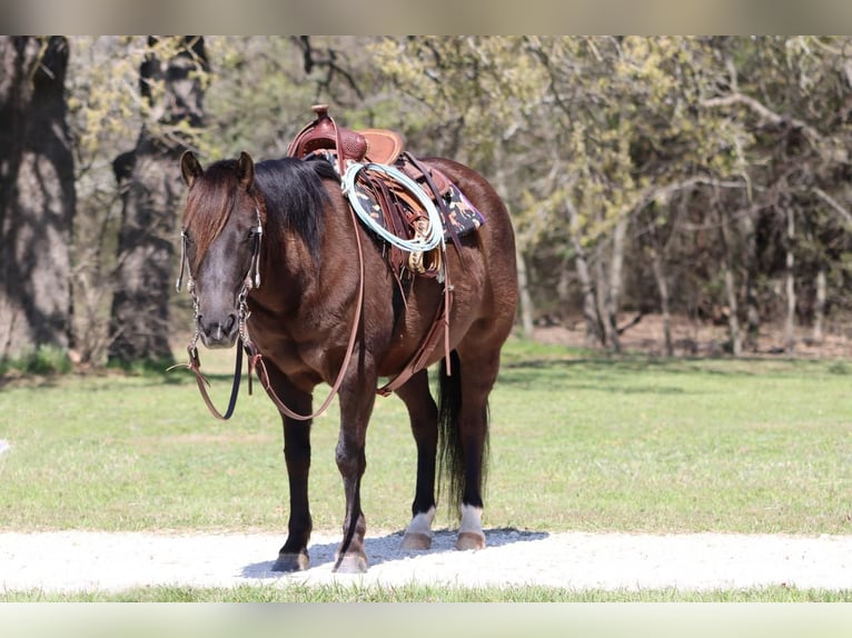 Welsh C (of Cob Type) Mare 9 years 12 hh Black in Burleson, TX