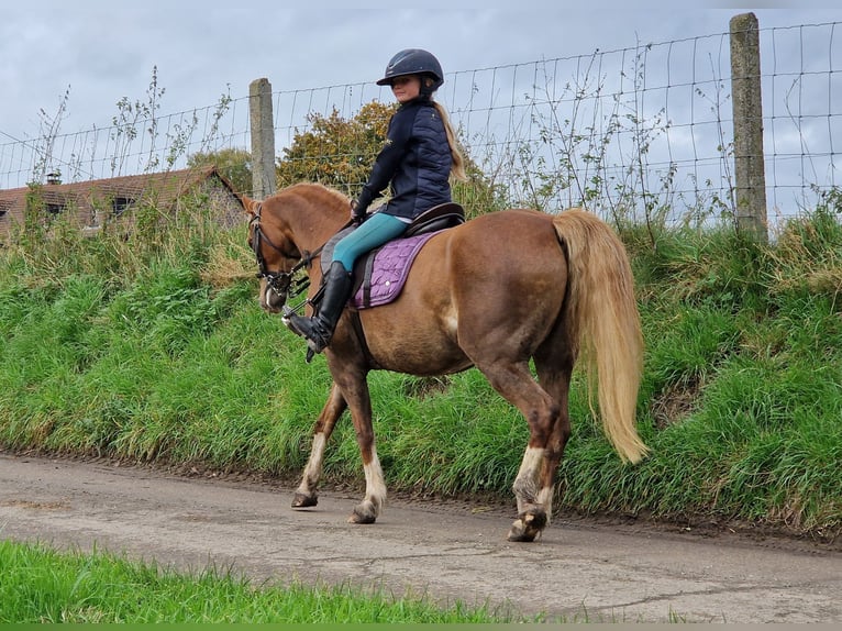 Welsh C (of Cob Type) Mare 9 years 13,1 hh Chestnut-Red in Boutersem