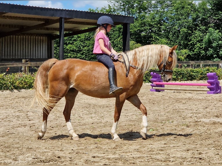 Welsh C (of Cob Type) Mare 9 years 13,1 hh Chestnut-Red in Boutersem