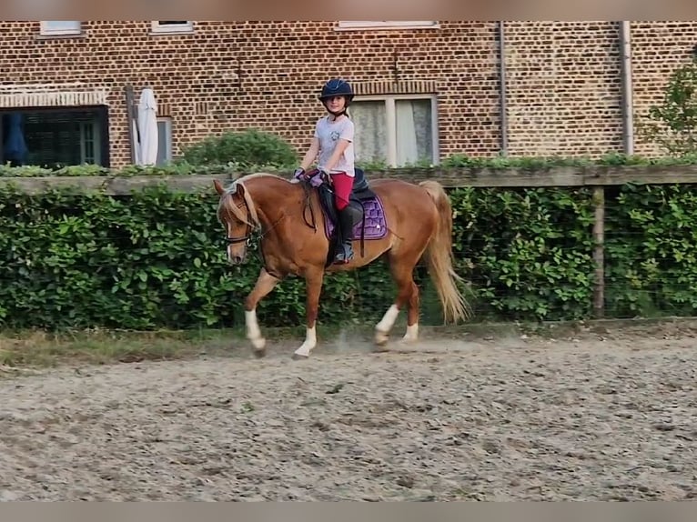 Welsh C (of Cob Type) Mare 9 years 13,1 hh Chestnut-Red in Boutersem