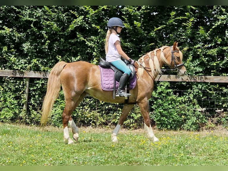 Welsh C (of Cob Type) Mare 9 years 13,1 hh Chestnut-Red in Boutersem