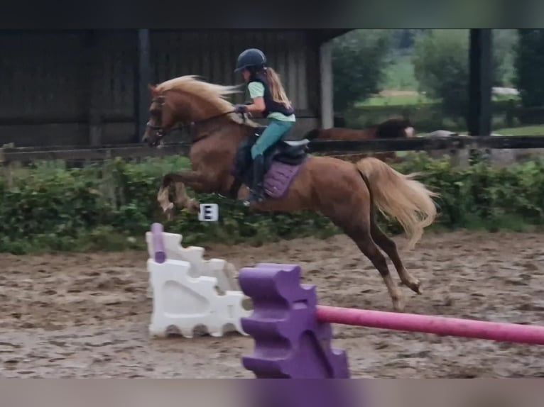 Welsh C (of Cob Type) Mare 9 years 13,1 hh Chestnut-Red in Boutersem