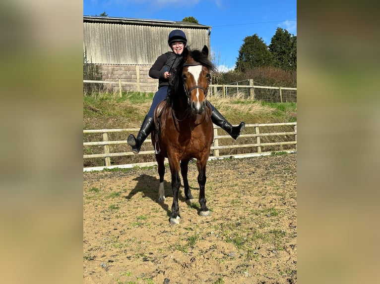 Welsh C (of Cob Type) Mare 9 years 13 hh Bay in Devon