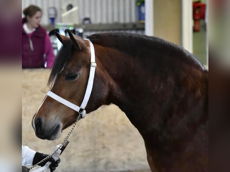 Welsh C (of Cob Type) Mare 9 years 13 hh Bay in Devon