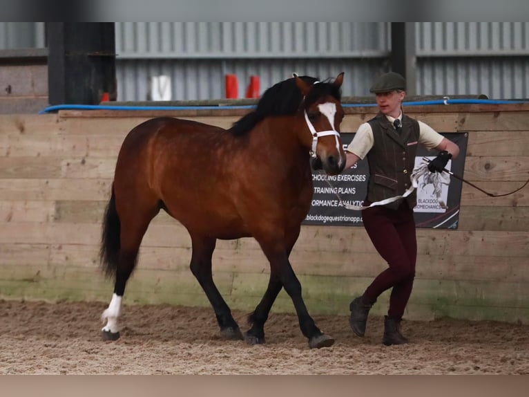 Welsh C (of Cob Type) Mare 9 years 13 hh Bay in Devon