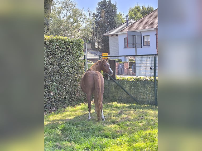 Welsh C (of Cob Type) Mare 9 years 13 hh Chestnut-Red in Assebroek