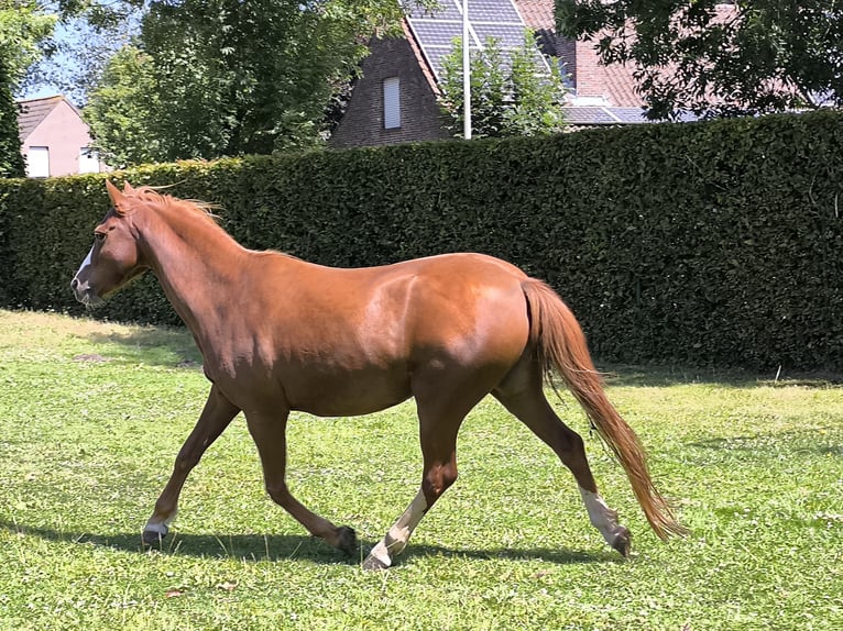 Welsh C (of Cob Type) Mare 9 years 13 hh Chestnut-Red in Assebroek