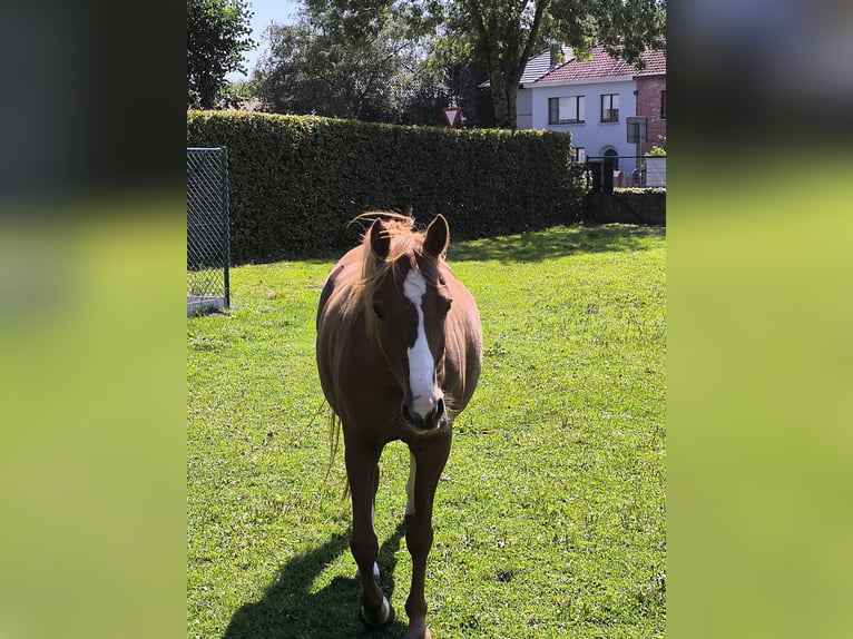 Welsh C (of Cob Type) Mare 9 years 13 hh Chestnut-Red in Assebroek