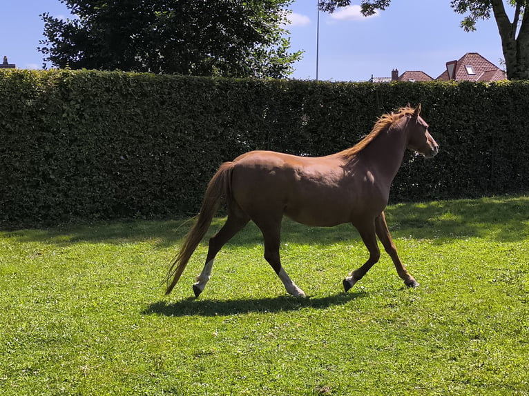 Welsh C (of Cob Type) Mare 9 years 13 hh Chestnut-Red in Assebroek