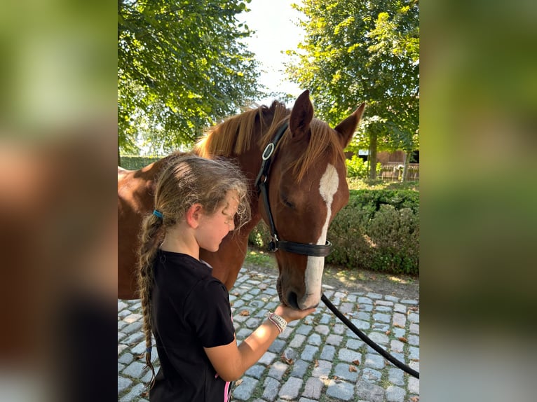 Welsh C (of Cob Type) Mare 9 years 13 hh Chestnut-Red in Assebroek