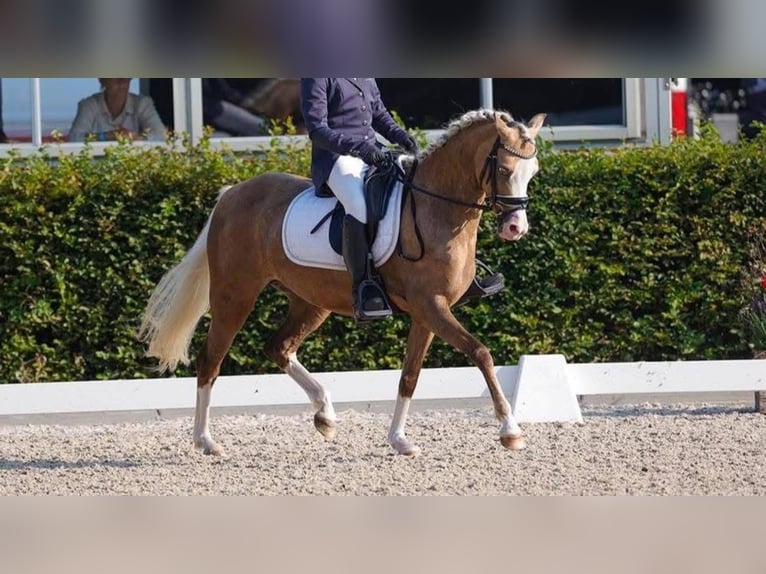 Welsh C (of Cob Type) Mare 9 years 13 hh Palomino in Nieuwe Niedorp