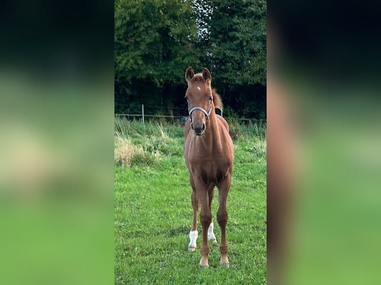 Welsh C (of Cob Type) Mare Foal (05/2024) 16,1 hh Sorrel in Krefeld