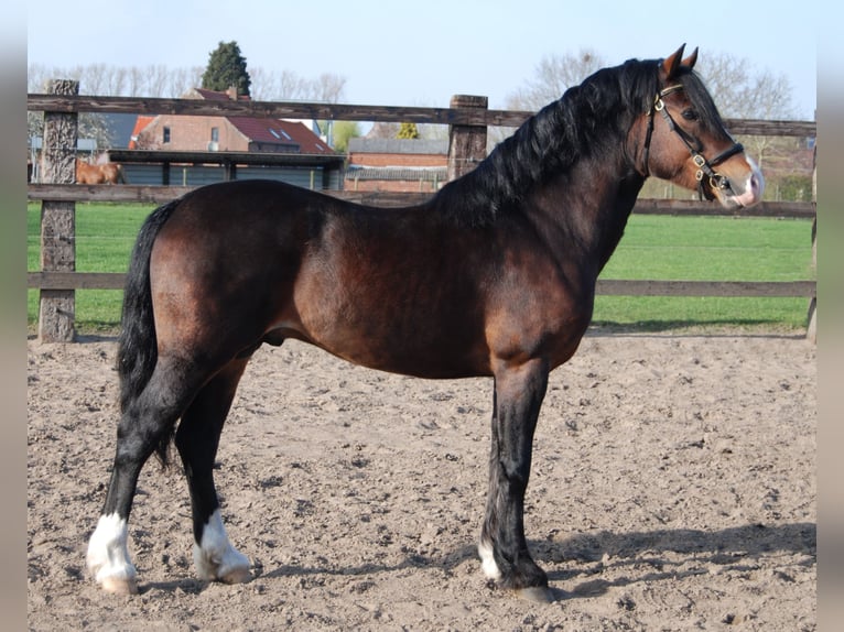 Welsh C (of Cob Type) Stallion 10 years 13,1 hh Bay-Dark in Puurs