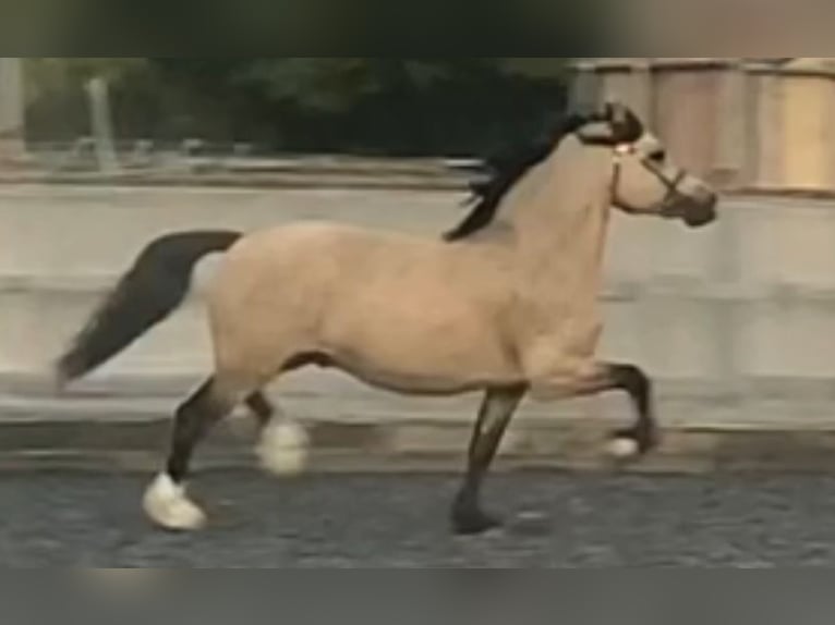 Welsh C (of Cob Type) Stallion 11 years 13,1 hh Buckskin in Saint hilaire la treille