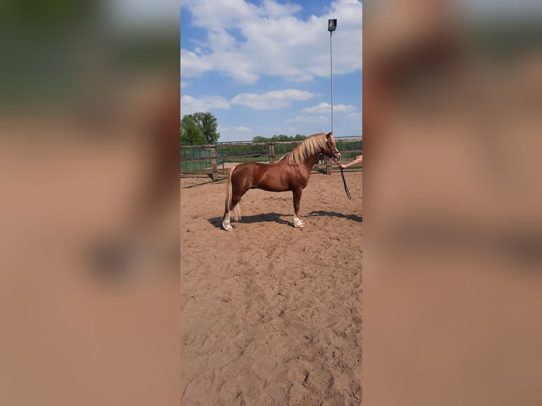 Welsh C (of Cob Type) Stallion 15 years 13,1 hh Chestnut-Red in Puurs