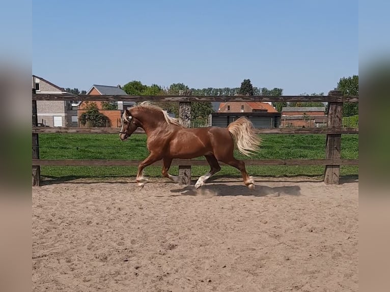 Welsh C (of Cob Type) Stallion 15 years 13,1 hh Chestnut-Red in Puurs