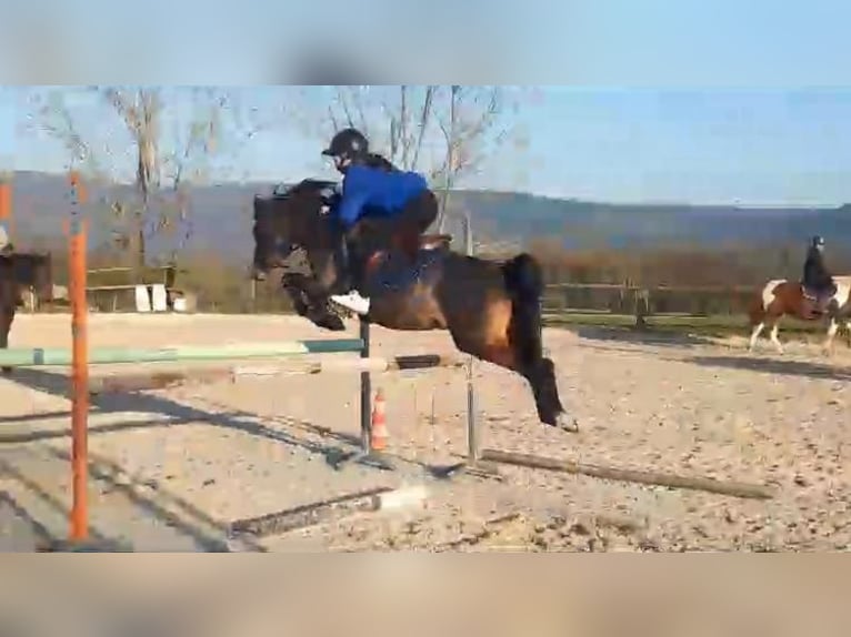 Welsh C (of Cob Type) Stallion 15 years 13 hh Brown in SAINT ETIENNE DU BOIS