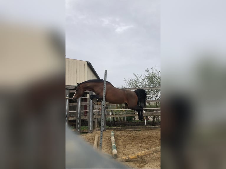 Welsh C (of Cob Type) Stallion 15 years 13 hh Brown in SAINT ETIENNE DU BOIS