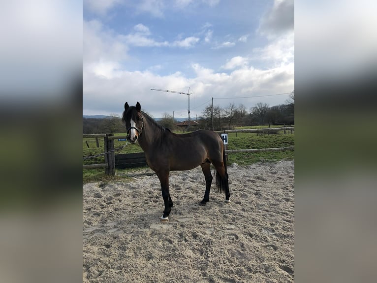 Welsh C (of Cob Type) Stallion 15 years 13 hh Brown in SAINT ETIENNE DU BOIS