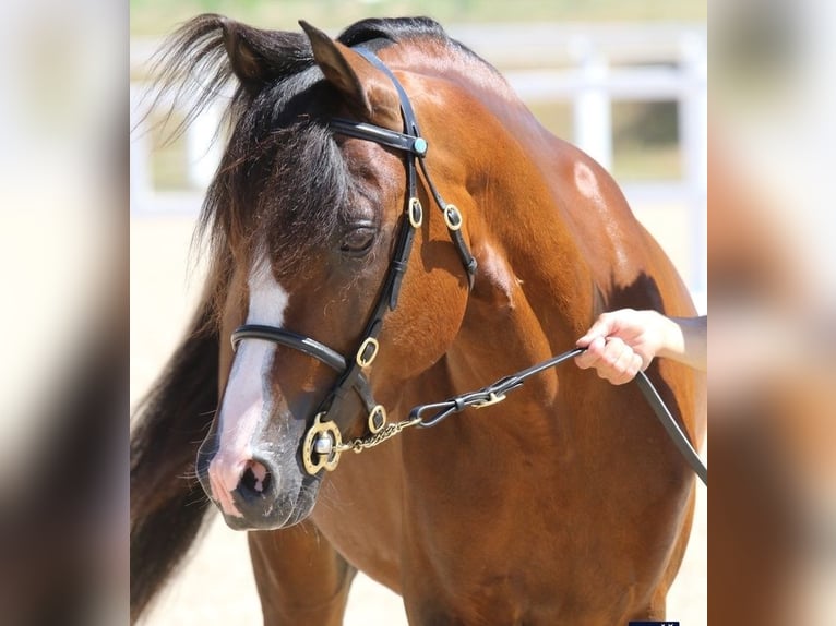 Welsh C (of Cob Type) Stallion 15 years 13 hh Brown in SAINT ETIENNE DU BOIS