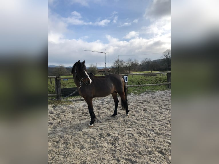 Welsh C (of Cob Type) Stallion 15 years 13 hh Brown in SAINT ETIENNE DU BOIS