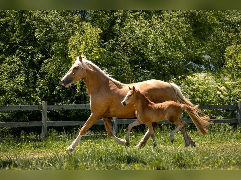 Welsh C (of Cob Type) Stallion 1 year 12,1 hh Bay-Dark in Drobollach am Faaker See