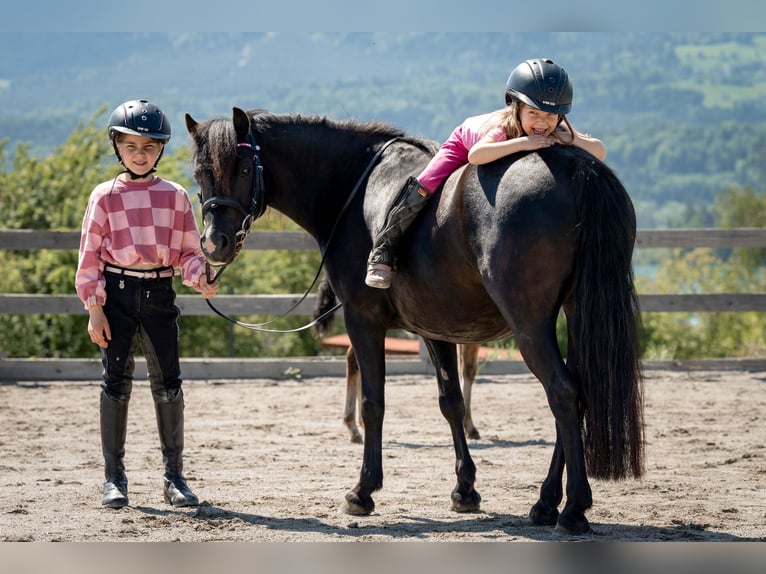 Welsh C (of Cob Type) Stallion 1 year 12,1 hh Bay-Dark in Drobollach am Faaker See