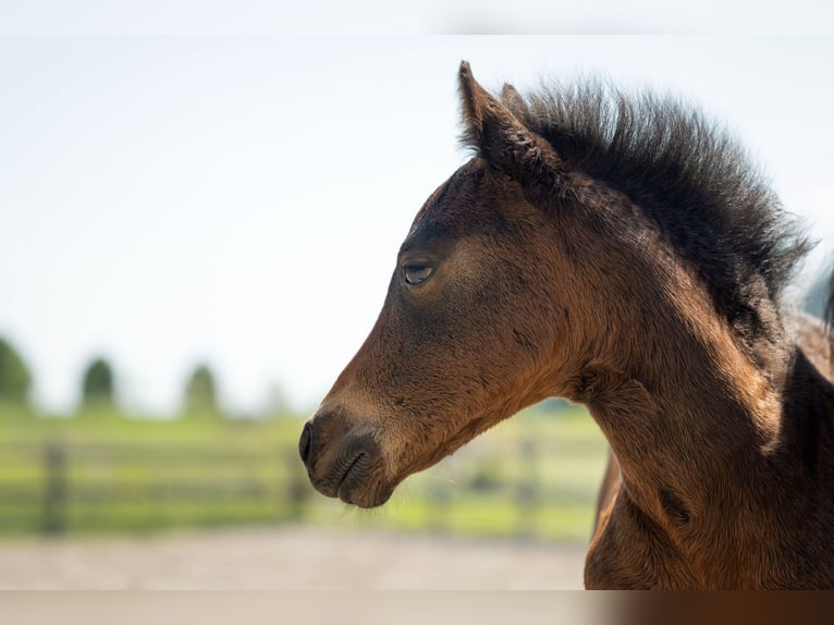 Welsh C (of Cob Type) Stallion 1 year 12,1 hh Bay-Dark in Drobollach am Faaker See