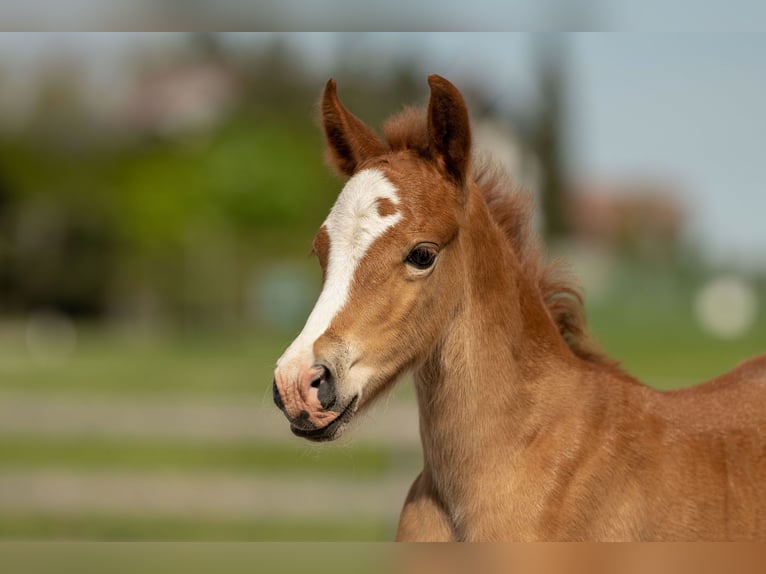 Welsh C (of Cob Type) Stallion 1 year 12,1 hh Bay-Dark in Drobollach am Faaker See