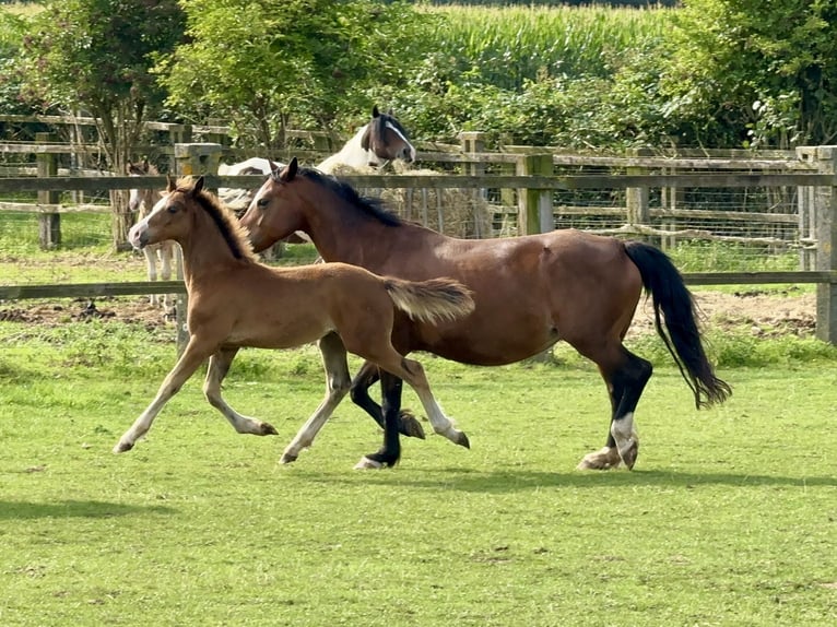 Welsh C (of Cob Type) Stallion 1 year 13,1 hh Brown in Meerbusch