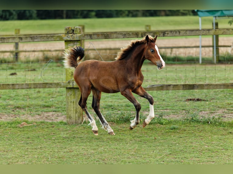 Welsh C (of Cob Type) Stallion 1 year 13,1 hh Brown in Meerbusch