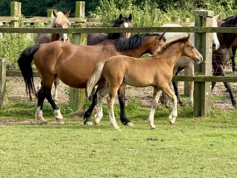 Welsh C (of Cob Type) Stallion 1 year 13,1 hh Brown in Meerbusch