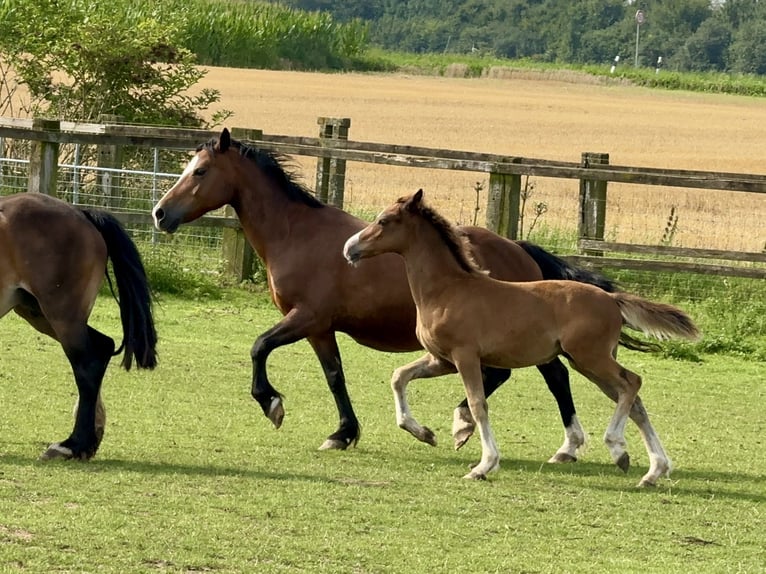 Welsh C (of Cob Type) Stallion 1 year 13,1 hh Brown in Meerbusch