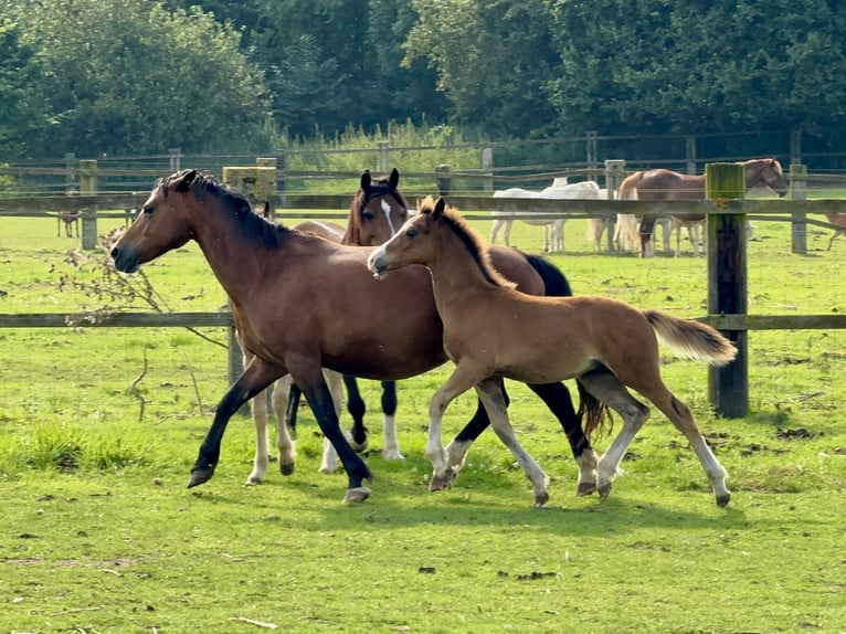 Welsh C (of Cob Type) Stallion 1 year 13,1 hh Brown in Meerbusch