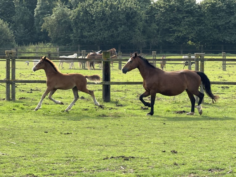 Welsh C (of Cob Type) Stallion 1 year 13,1 hh Brown in Meerbusch