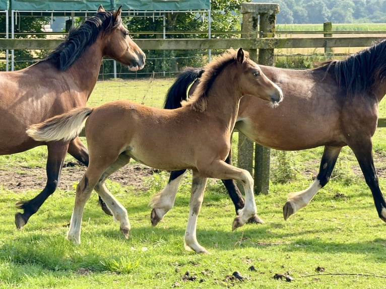 Welsh C (of Cob Type) Stallion 1 year 13,1 hh Brown in Meerbusch