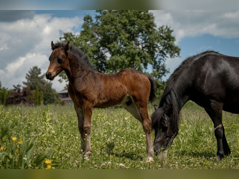 Welsh C (of Cob Type) Stallion 1 year 13,1 hh Chestnut-Red in Drobollach am Faaker See